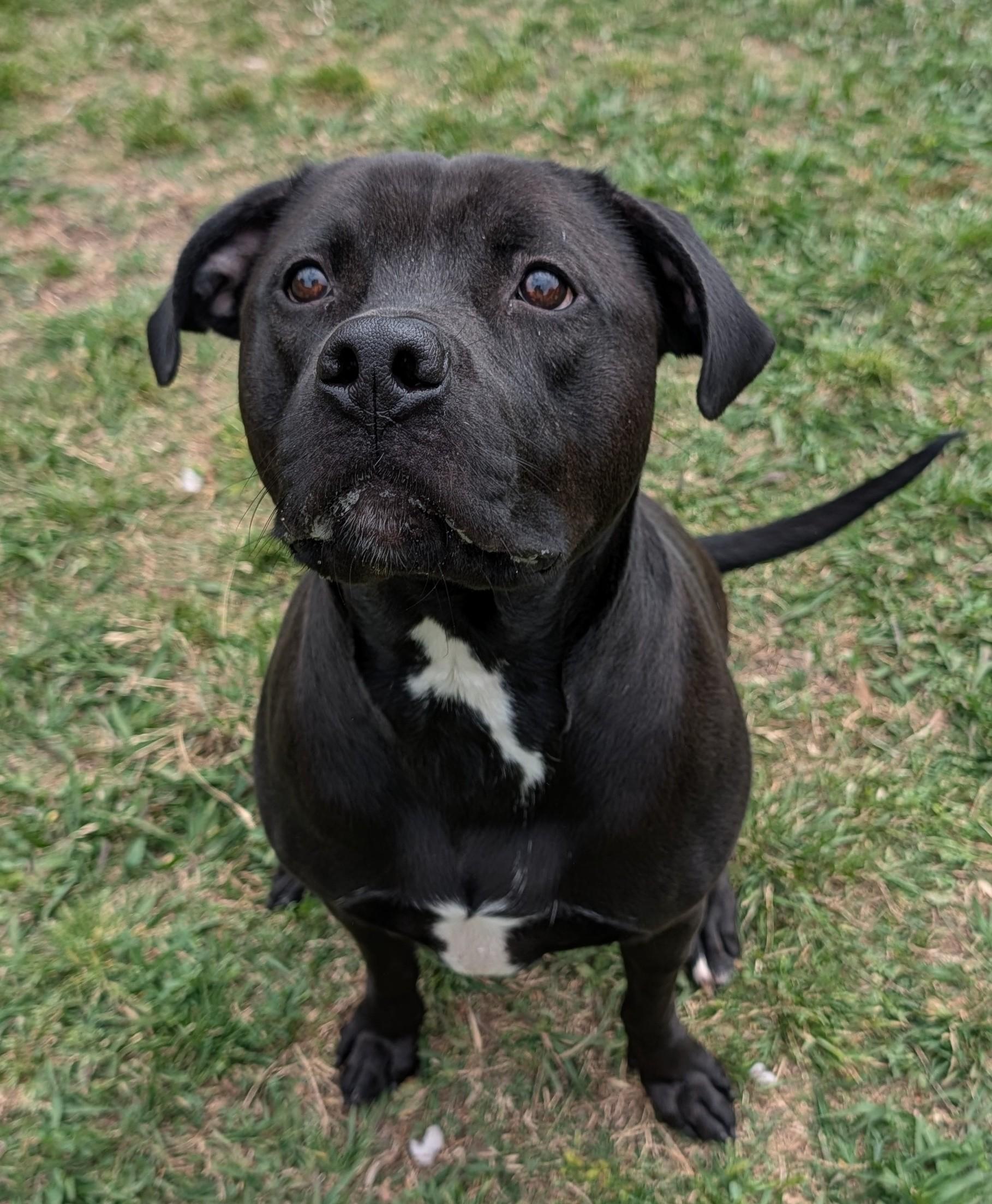 Enlarge Theo A214699, a ADOPTABLE mixed breed in Plano, TX image 4/5