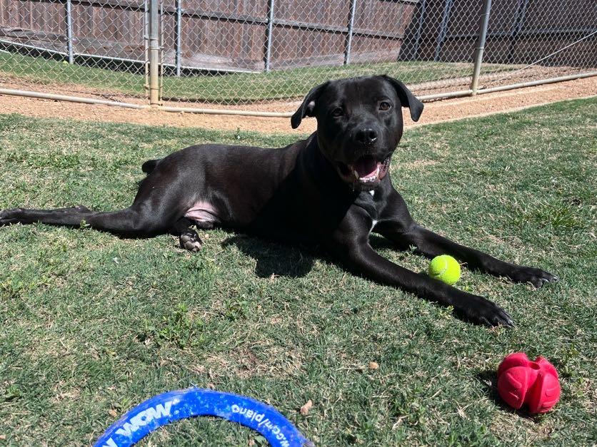 Enlarge Theo* A214699, an adopted mixed breed in Plano, TX image 1/6