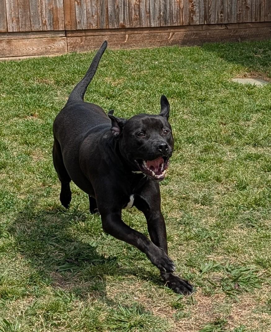 Enlarge Theo A214699, a ADOPTABLE mixed breed in Plano, TX image 5/5