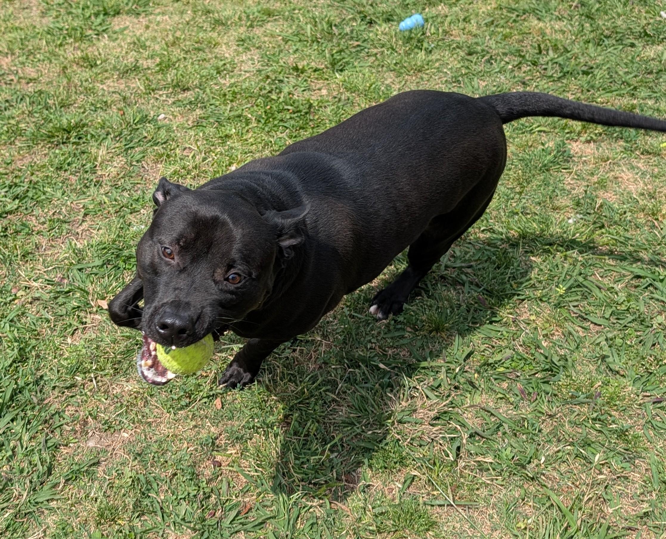 Enlarge Theo A214699, a ADOPTABLE mixed breed in Plano, TX image 1/5