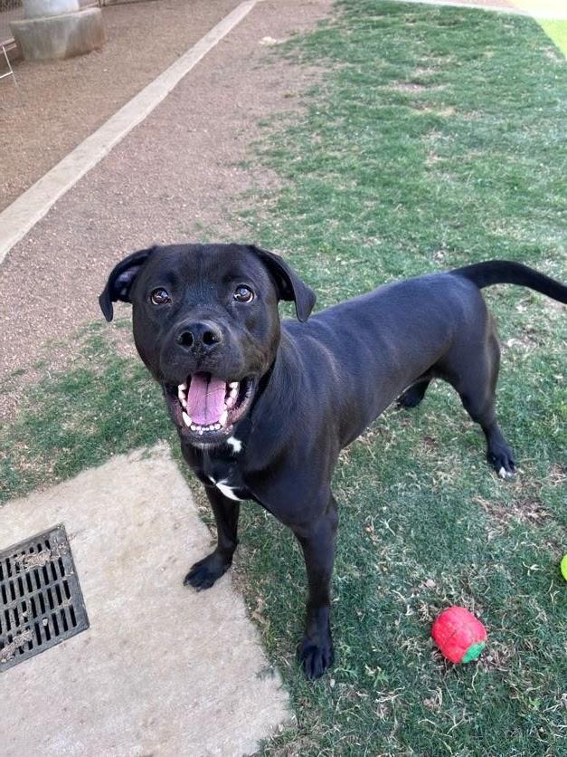 Enlarge Theo* A214699, an adopted mixed breed in Plano, TX image 2/6