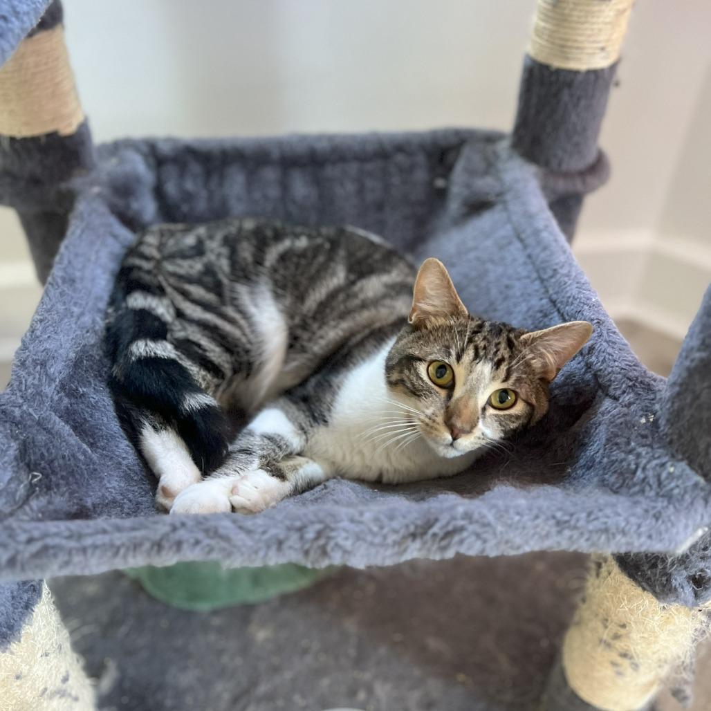 Mastiff, Adoptable, Young Male Domestic Short Hair.