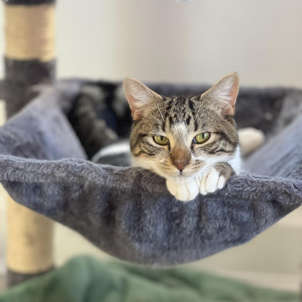 Mastiff, a Adoptable Domestic Short Hair in Lions Bay, BC image 2/3