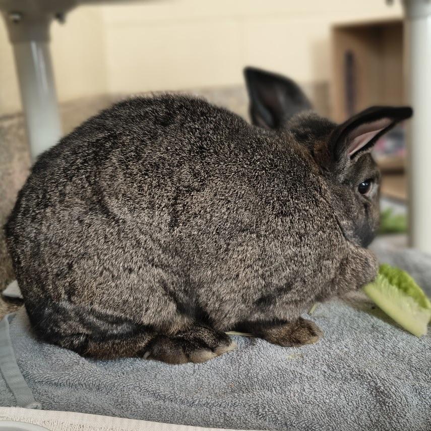 Enlarge HoneyBun with CinnamonRoll-in foster, a Adoptable American in Springfield, MA image 2/3