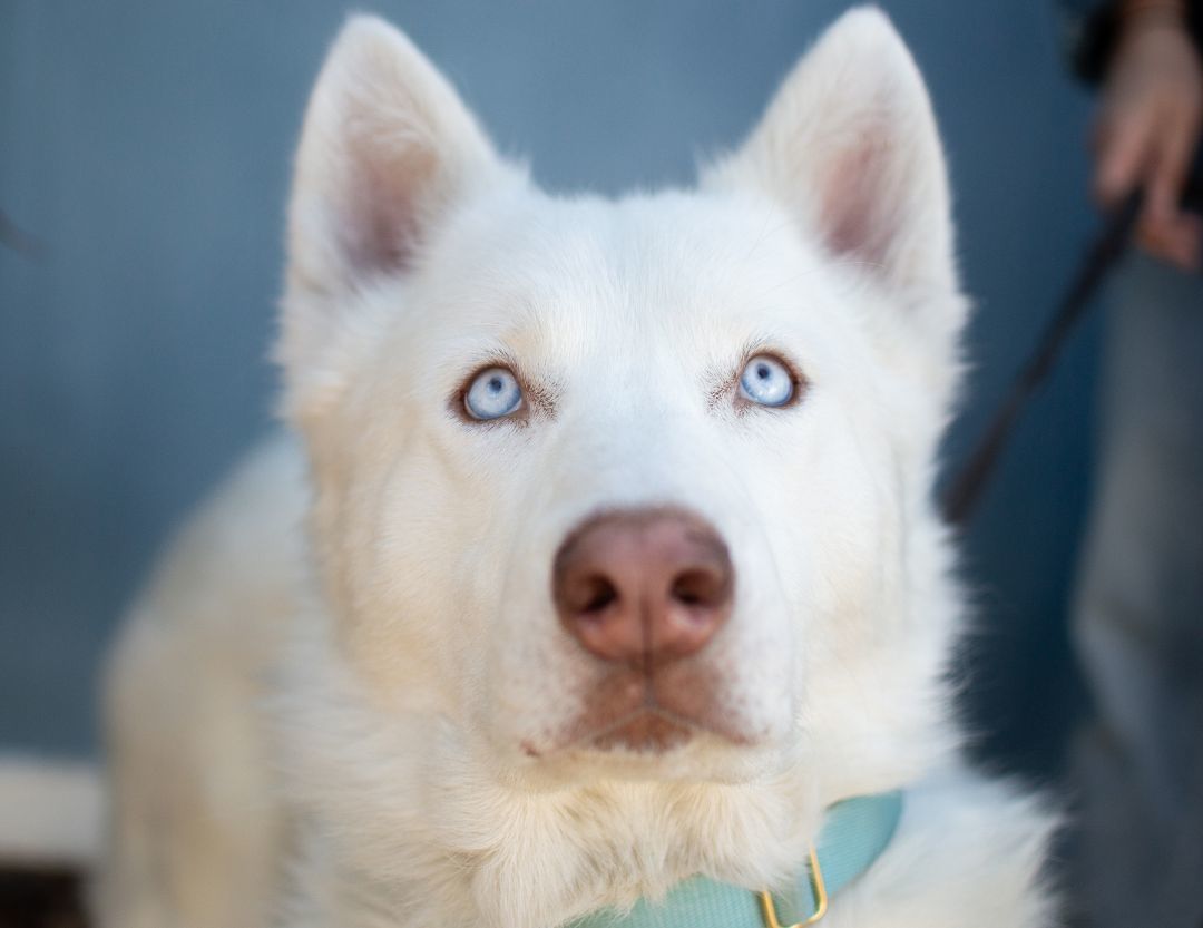 Enlarge Hugo, an adoptable Siberian Husky in Scottsdale, AZ image 4/6