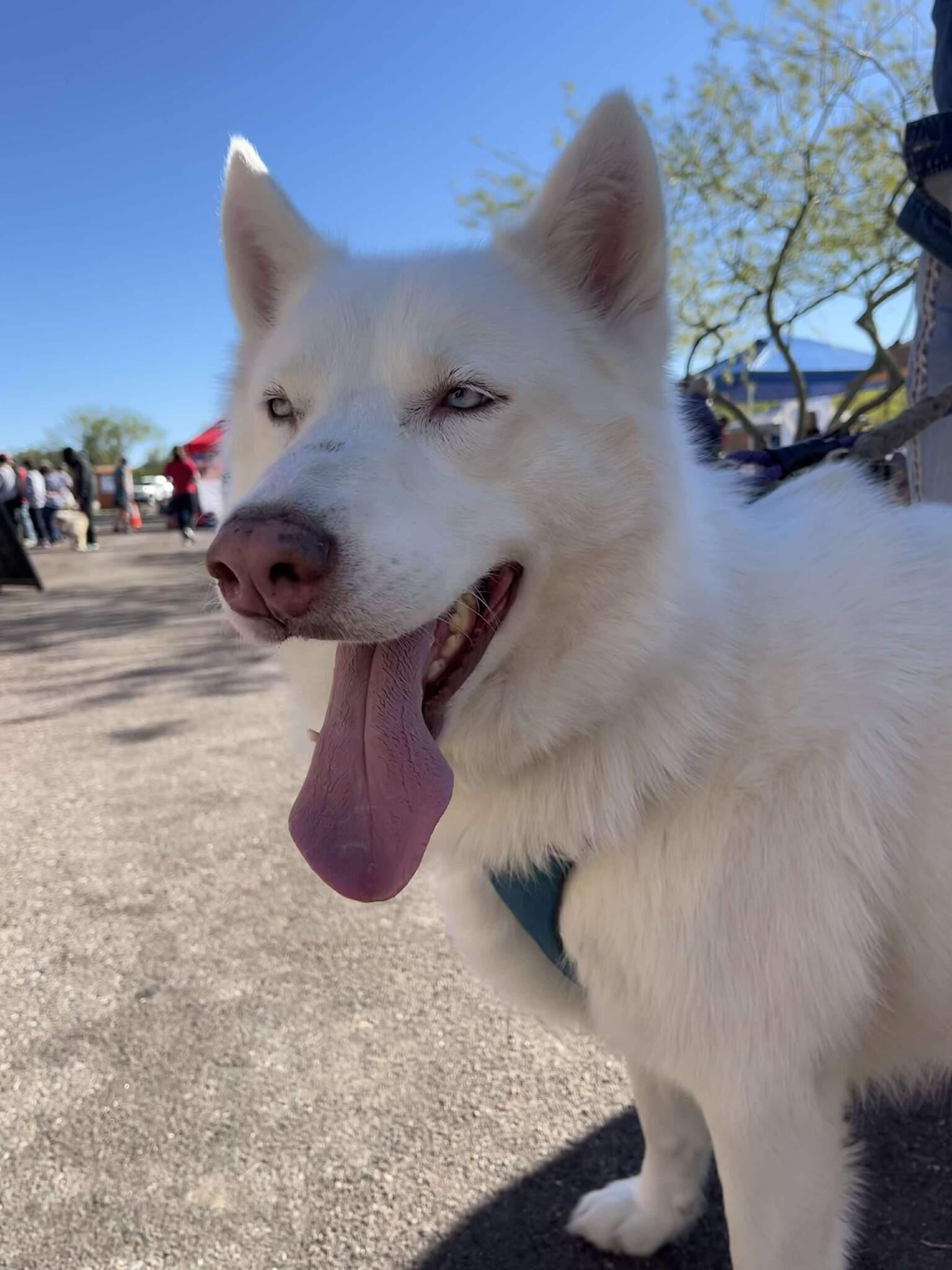 Enlarge Hugo, an adoptable Siberian Husky in Scottsdale, AZ image 3/6