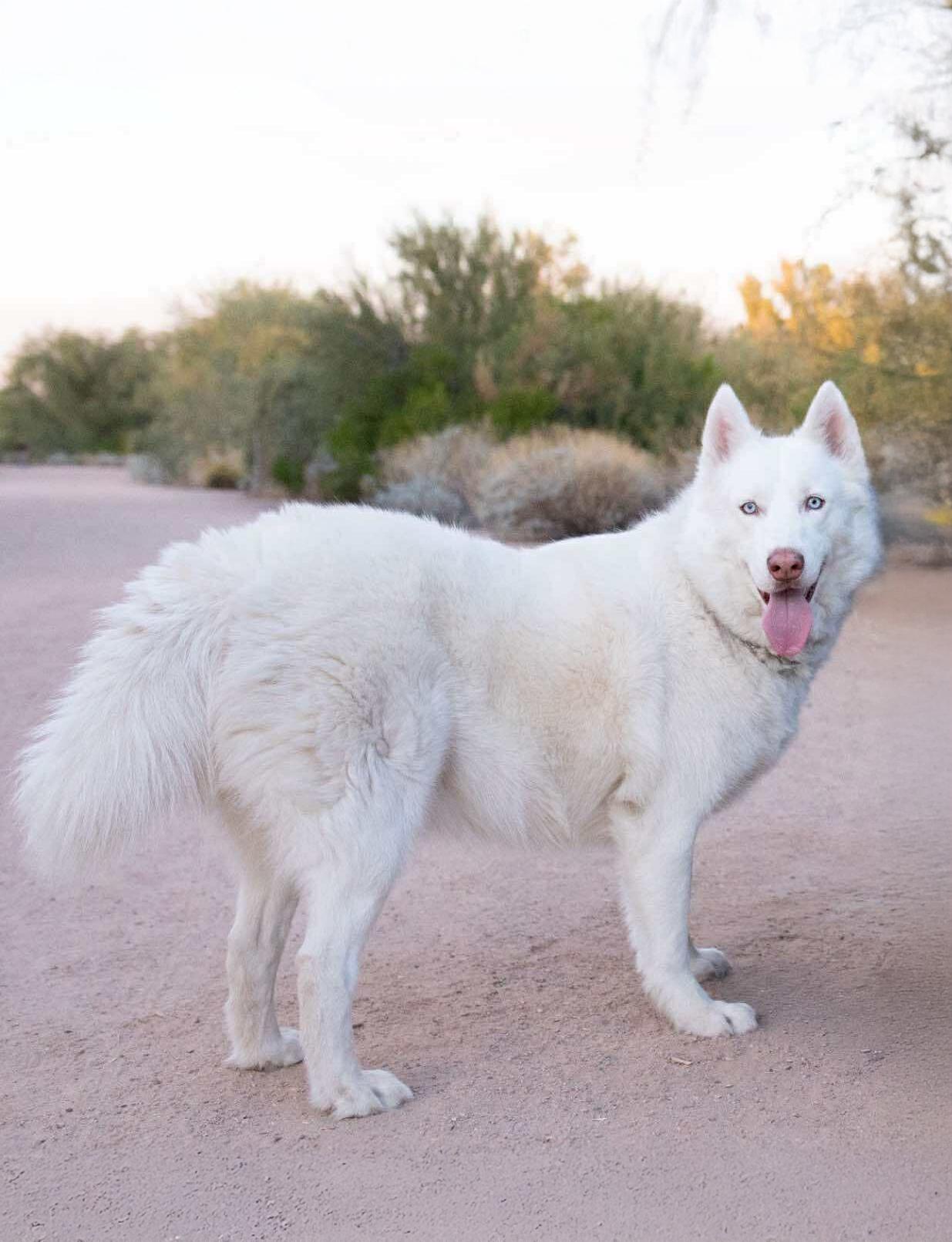 Enlarge Hugo, an adoptable Siberian Husky in Scottsdale, AZ image 2/6