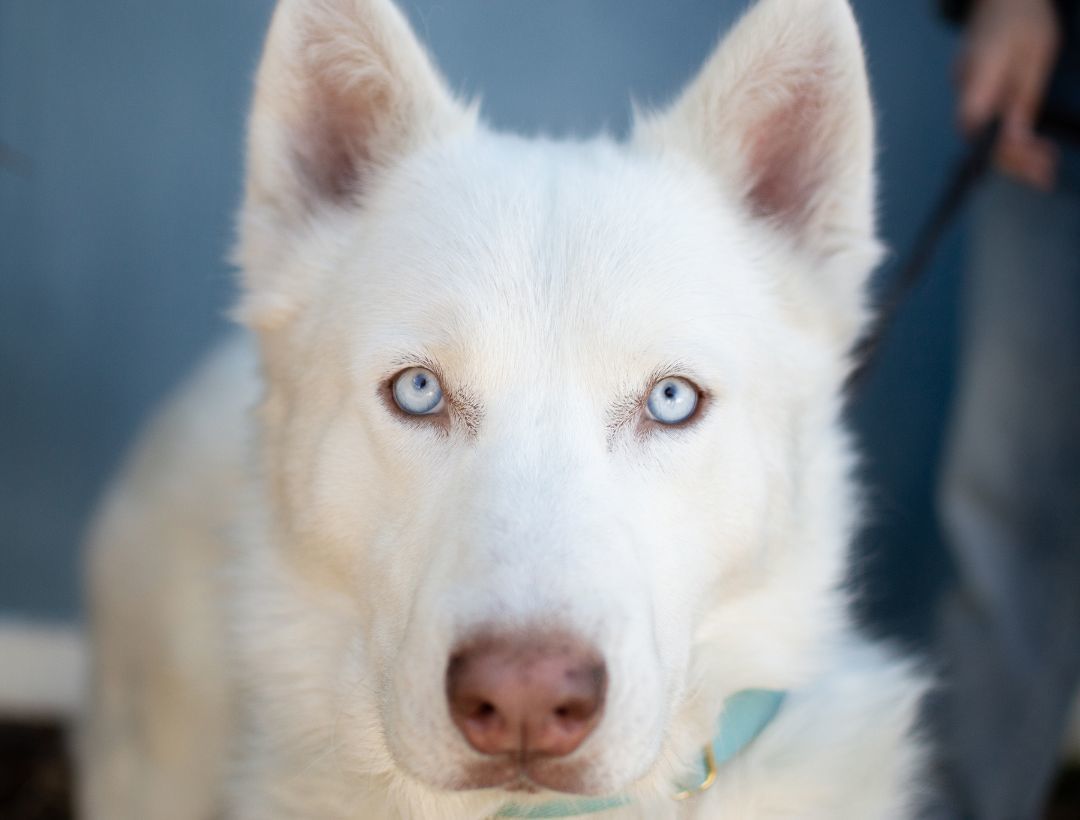 Hugo, adoptable, Adult Male Siberian Husky.
