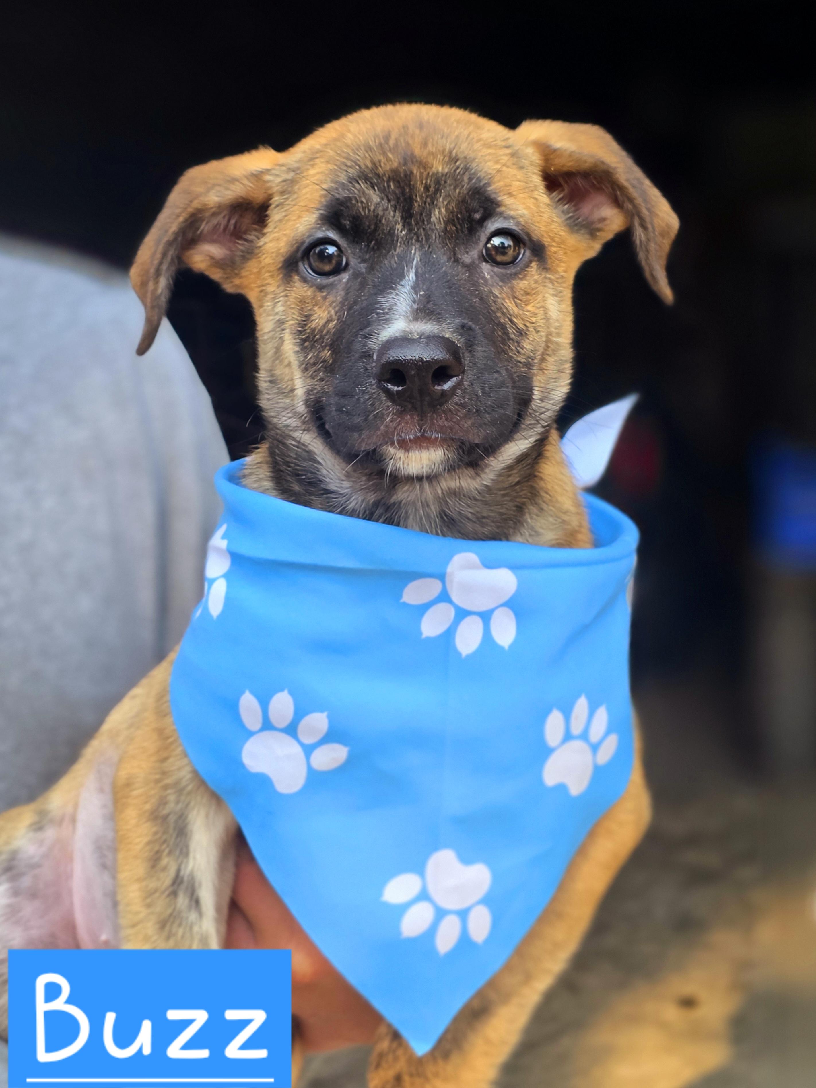 Buzz, Adoptable, Puppy Male American Bulldog.