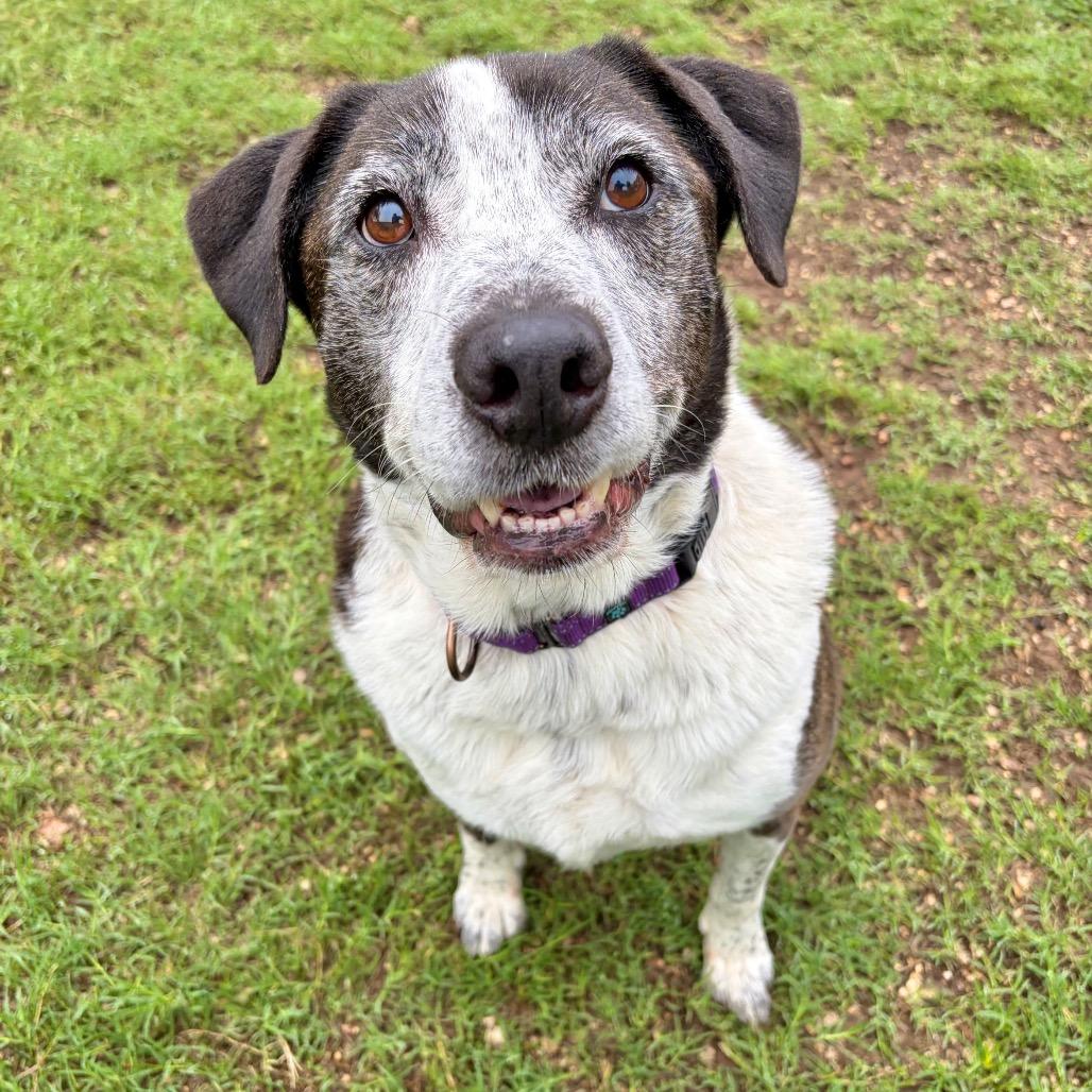 Enlarge Brindle, a Adoptable mixed breed in Kerrville, TX image 1/6