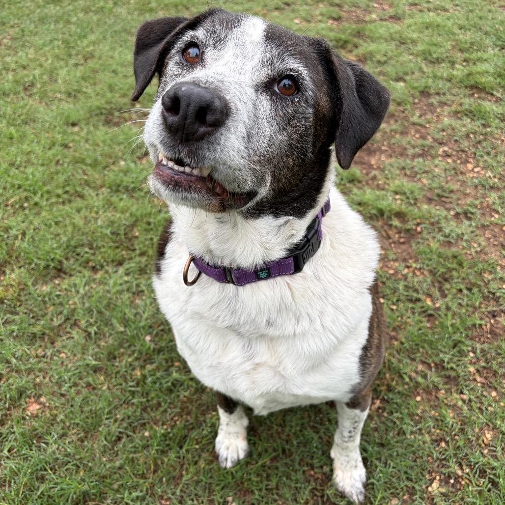 Enlarge Brindle, a Adoptable mixed breed in Kerrville, TX image 2/6