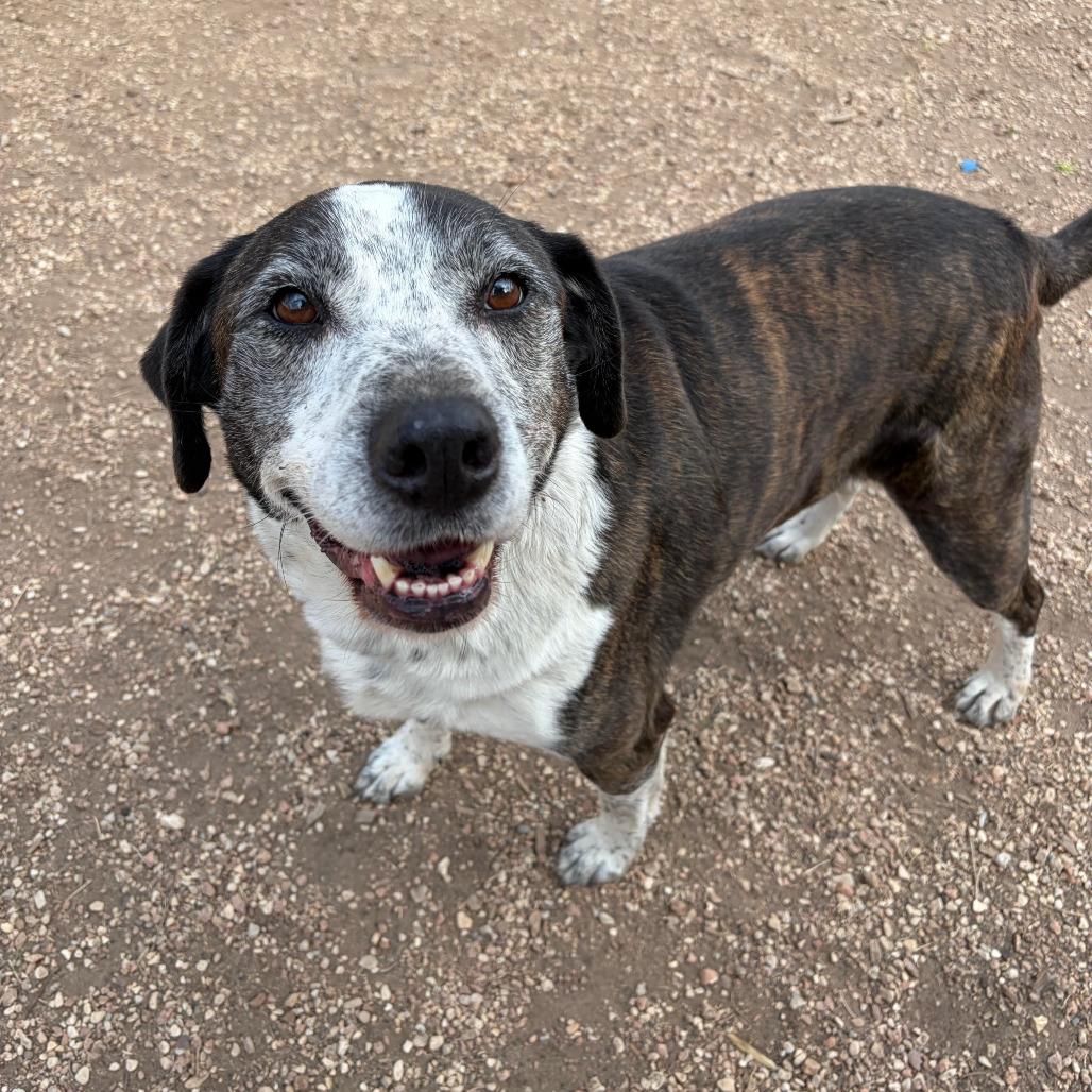 Enlarge Brindle, a Adoptable mixed breed in Kerrville, TX image 2/6