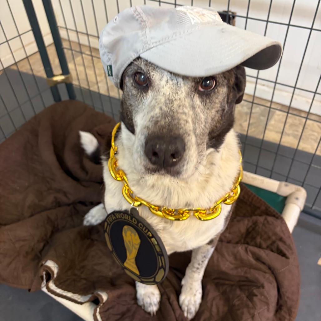 Enlarge Brindle, a Adoptable mixed breed in Kerrville, TX image 3/6