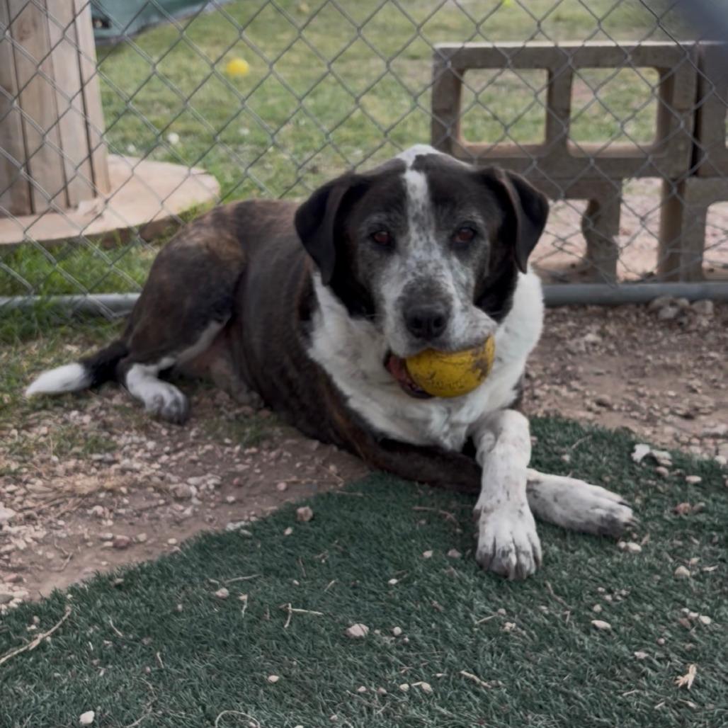 Enlarge Brindle, a Adoptable mixed breed in Kerrville, TX image 4/6