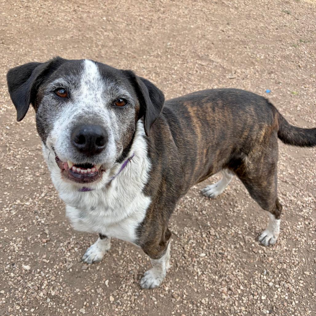 Enlarge Brindle, a Adoptable mixed breed in Kerrville, TX image 5/6
