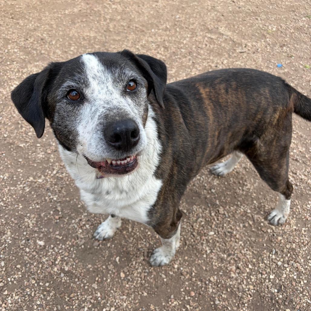 Brindle, Adoptable, Senior Male American Staffordshire Terrier & Australian Shepherd.