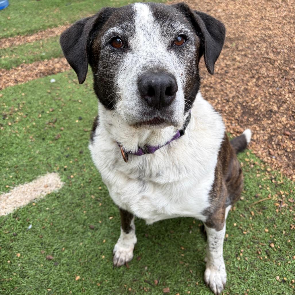 Enlarge Brindle, a Adoptable mixed breed in Kerrville, TX image 5/6