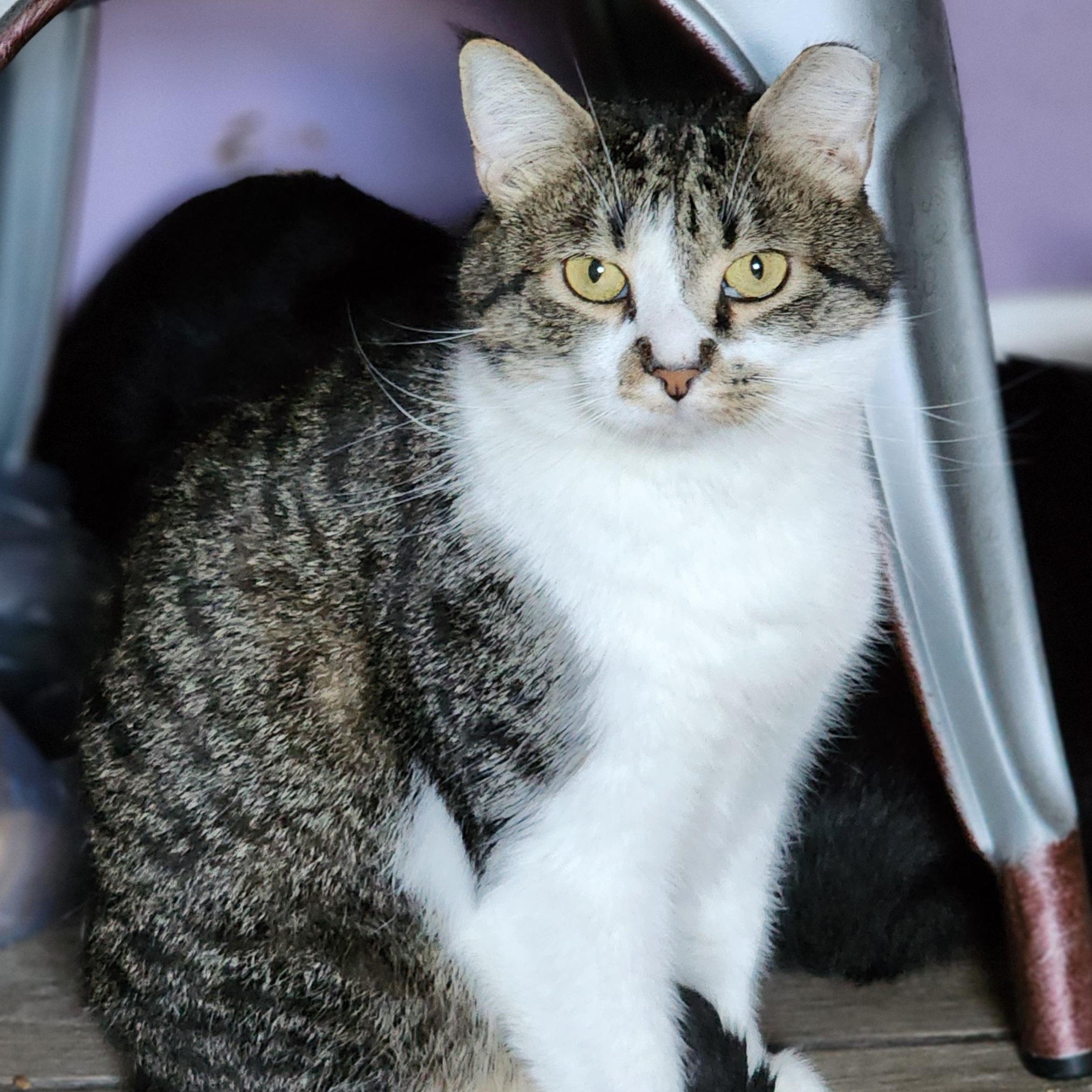 Sage, a Adoptable Tabby in Bristol, TN image 2/4