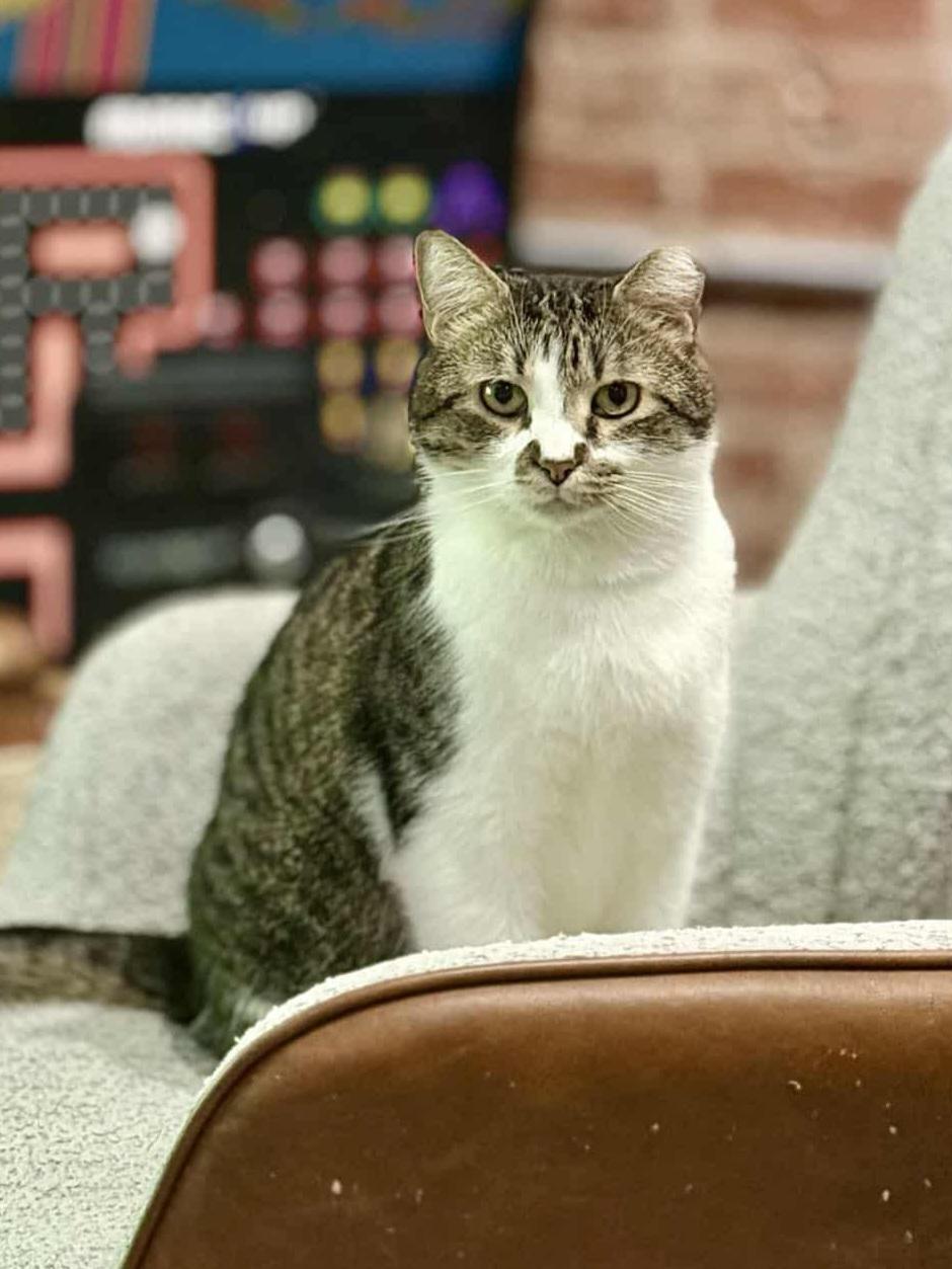 Sage, Adoptable, Adult Male Tabby.