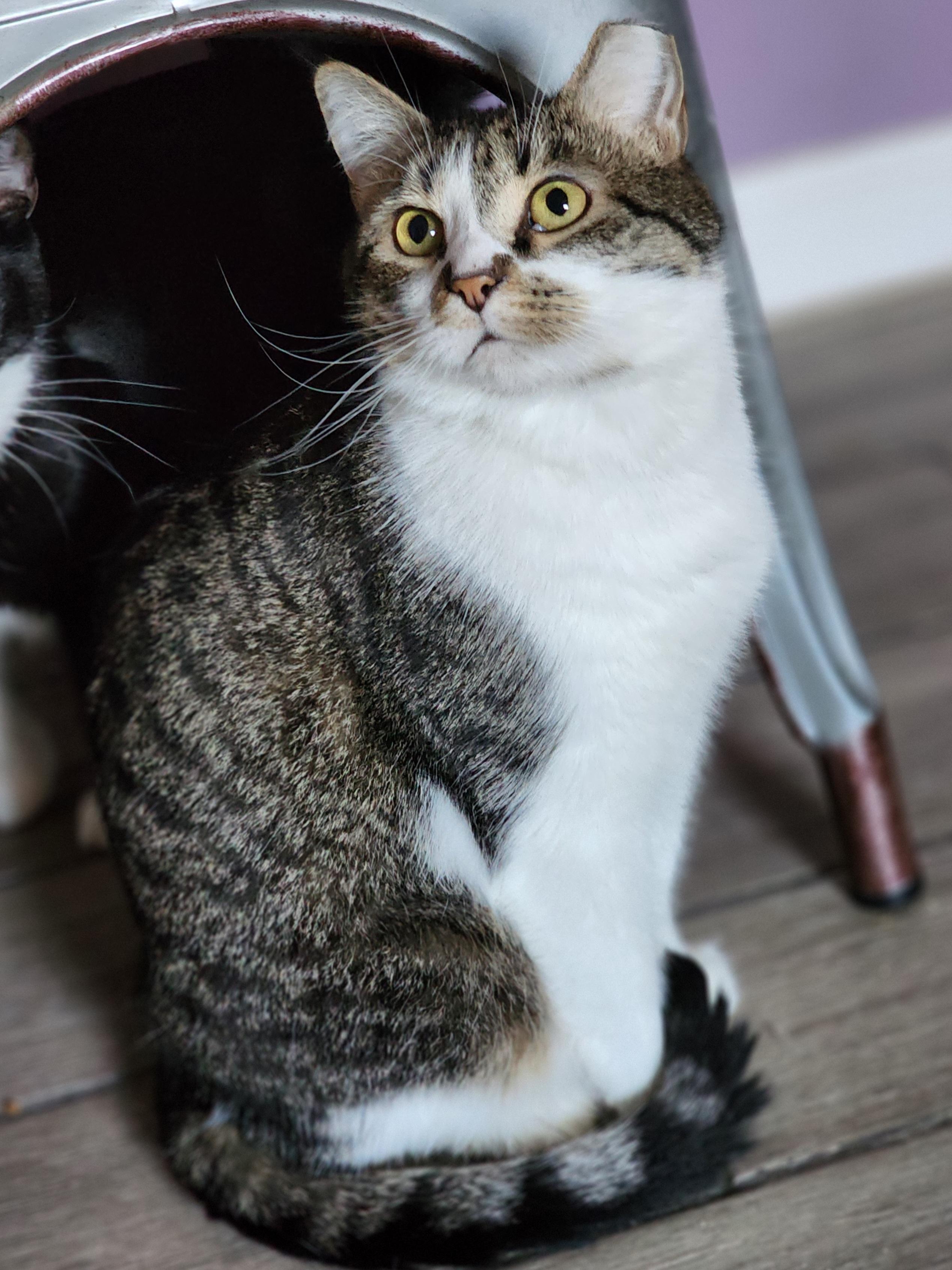 Sage, a Adoptable Tabby in Bristol, TN image 4/4