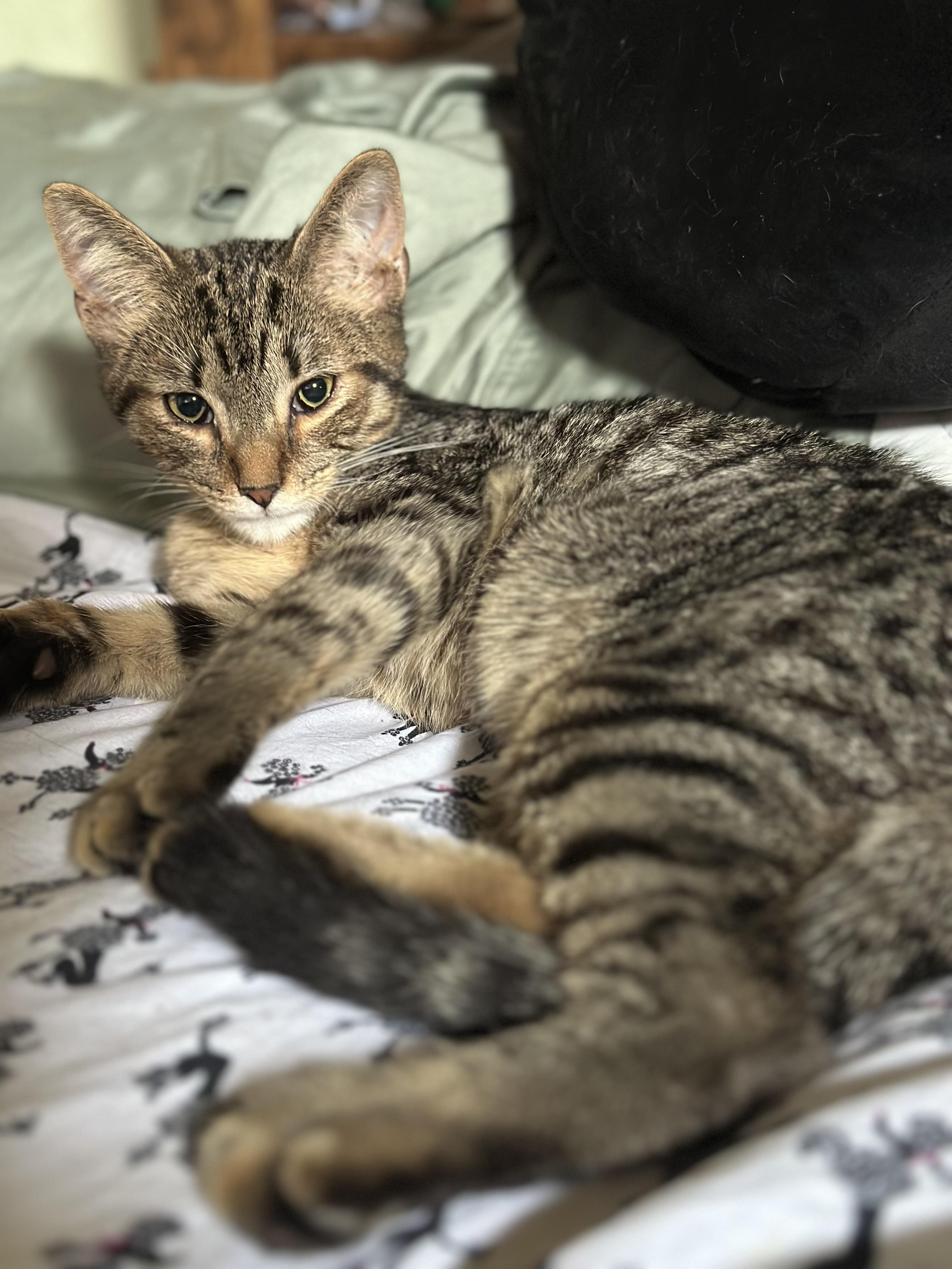 Enlarge Liberty & Dixon, a Adoptable Domestic Short Hair in Pittsburgh, PA image 5/5