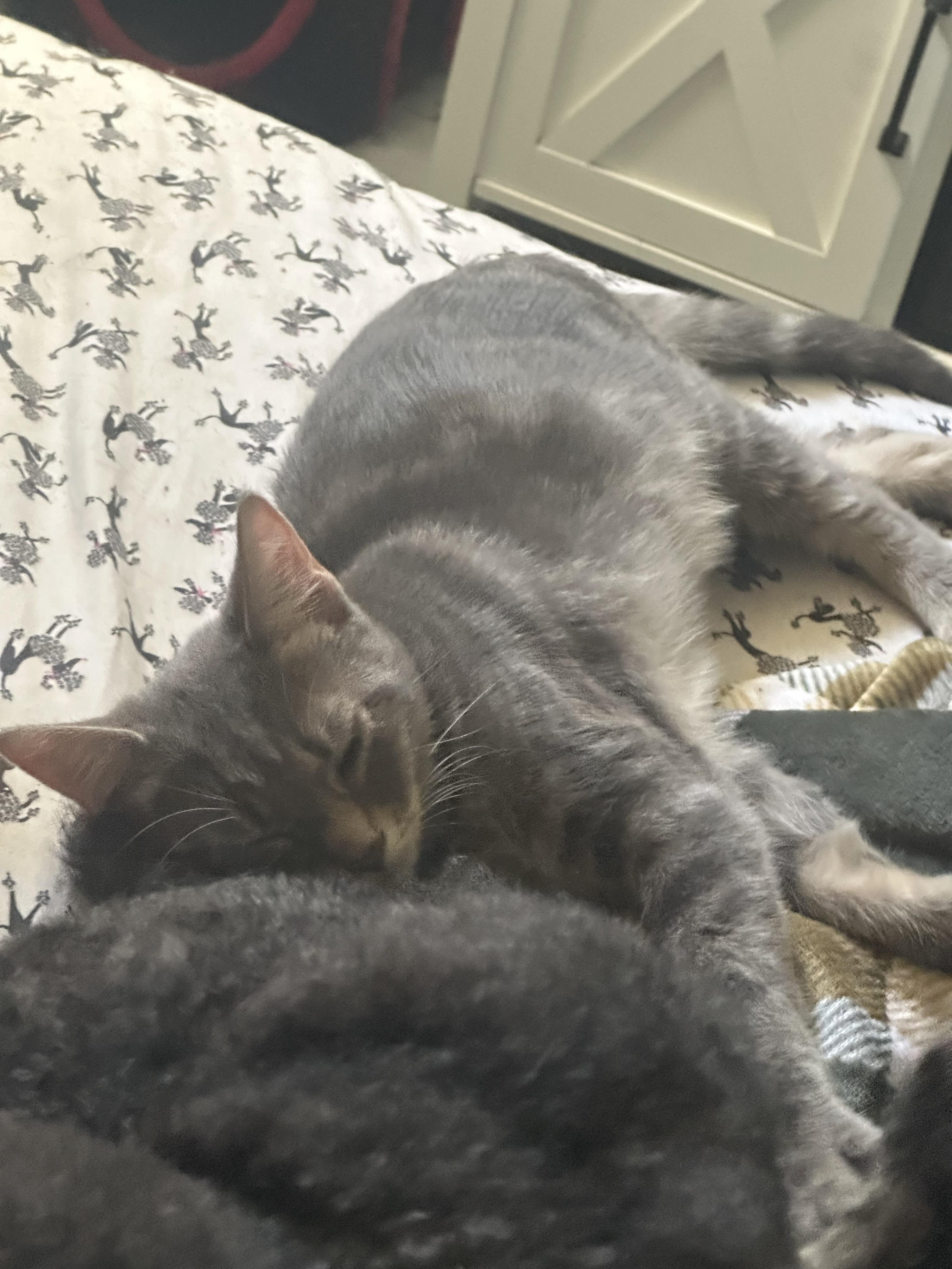 Enlarge Liberty & Dixon, a Adoptable Domestic Short Hair in Pittsburgh, PA image 3/5