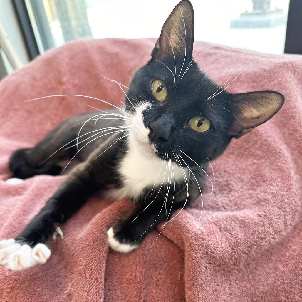 Coral, a Adoptable Domestic Short Hair in Hailey, ID image 1/5