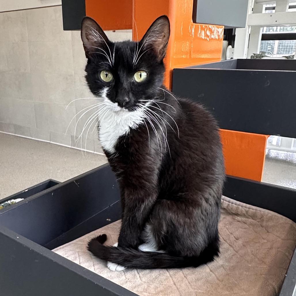 Coral, a Adoptable Domestic Short Hair in Hailey, ID image 2/5