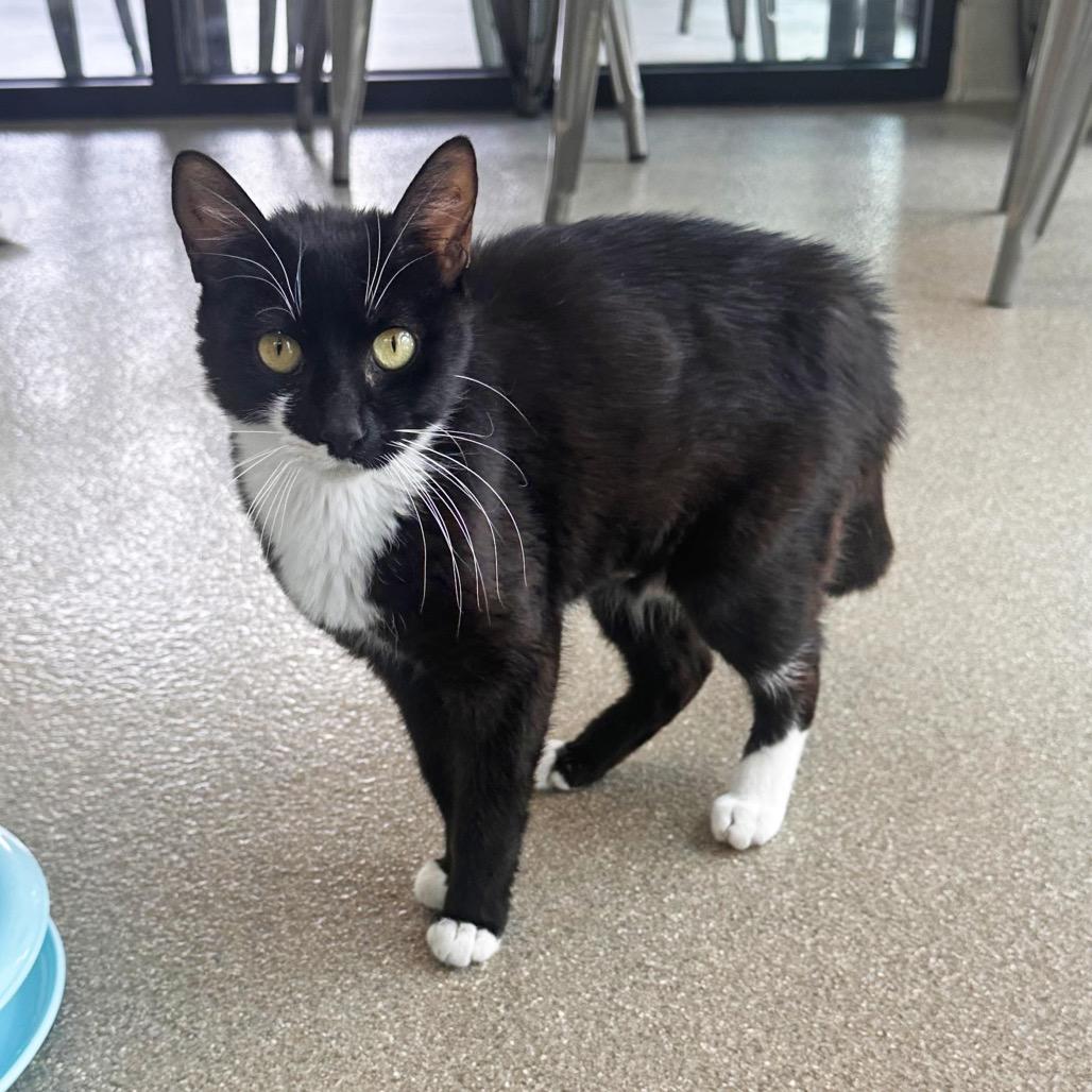 Coral, a Adoptable Domestic Short Hair in Hailey, ID image 3/5