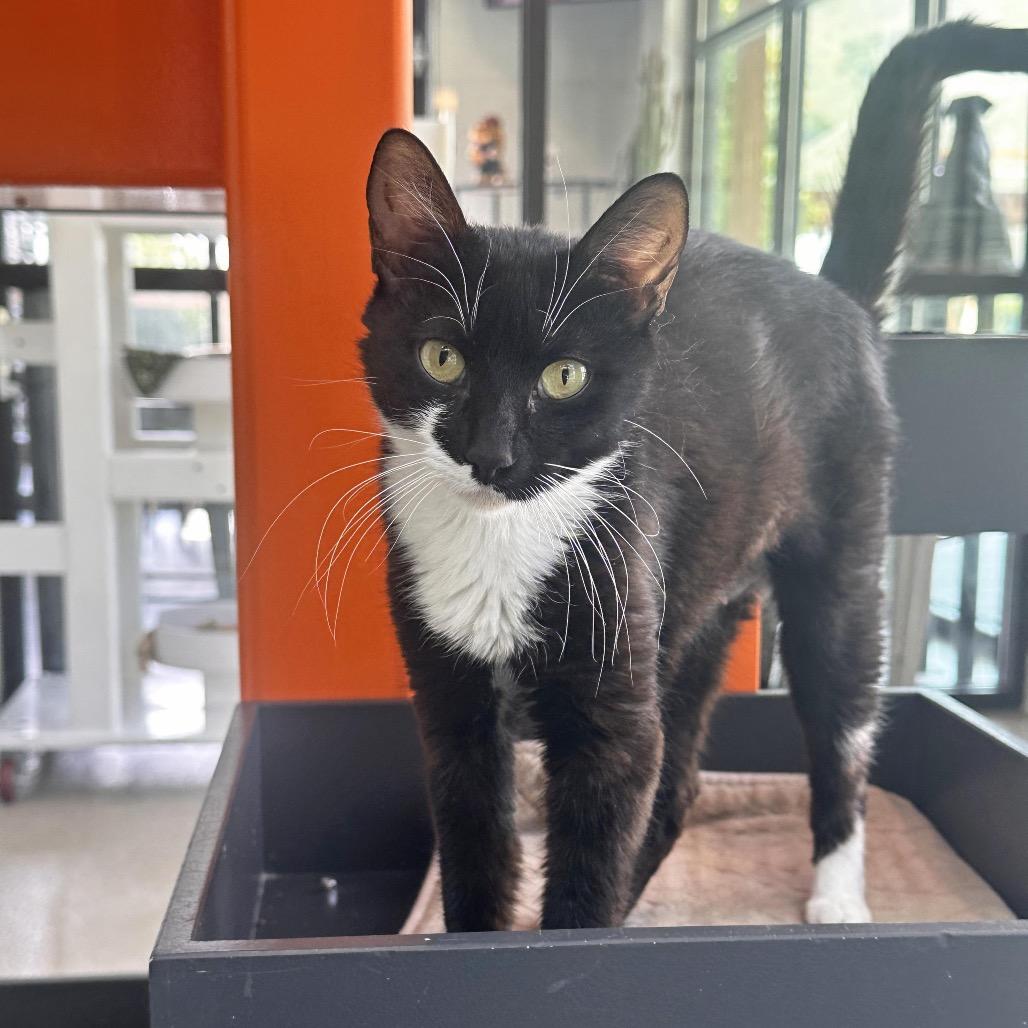 Coral, a Adoptable Domestic Short Hair in Hailey, ID image 4/5