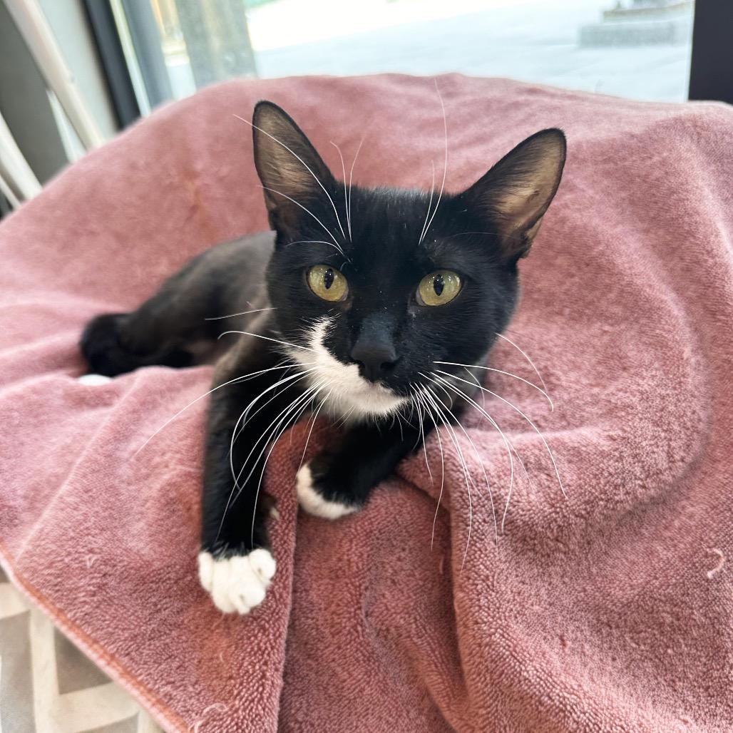 Coral, a Adoptable Domestic Short Hair in Hailey, ID image 5/5