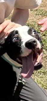 Daisy, ADOPTABLE, Adult Female Boxer.