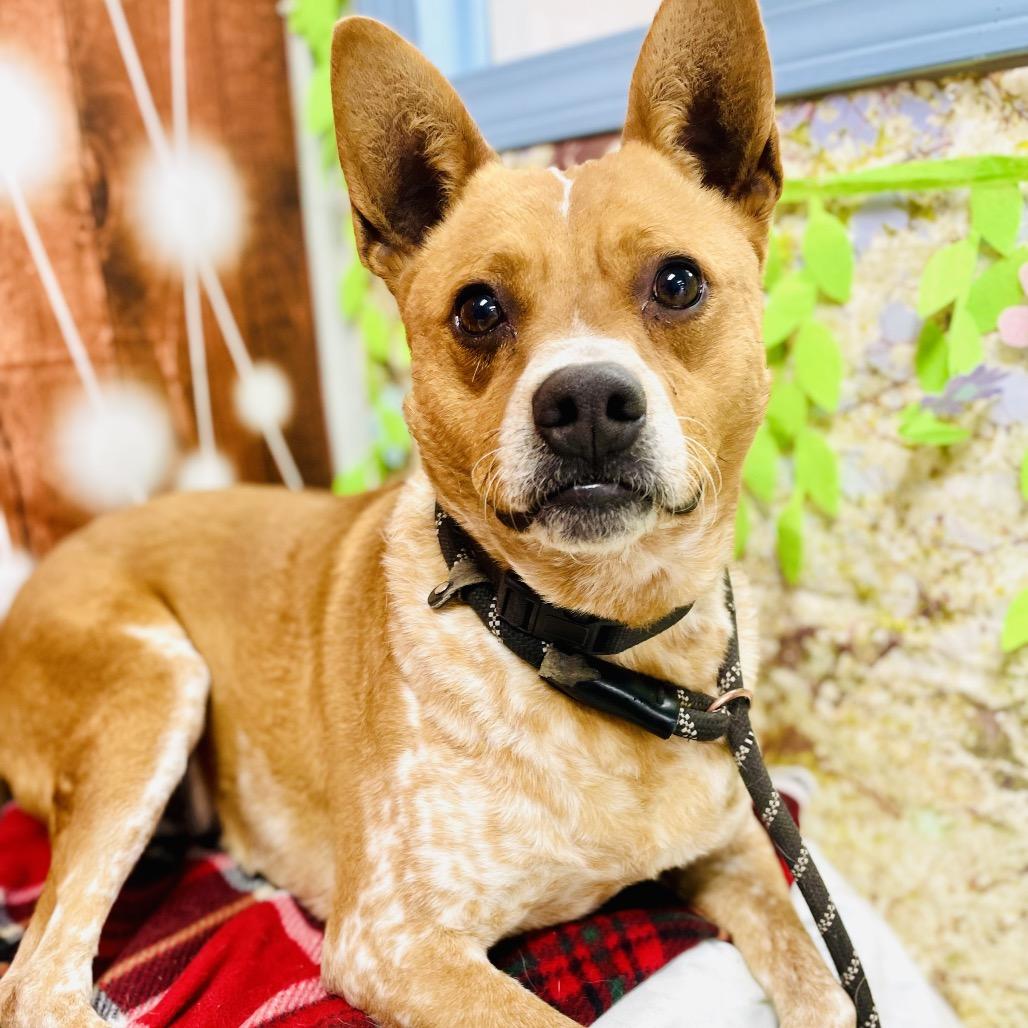 Askem, Adoptable, Adult Male Cattle Dog.