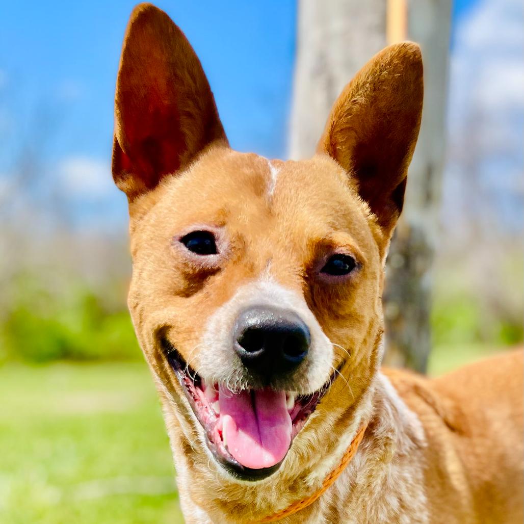 Enlarge Askem, a Adoptable Cattle Dog in Lebanon, MO image 1/4