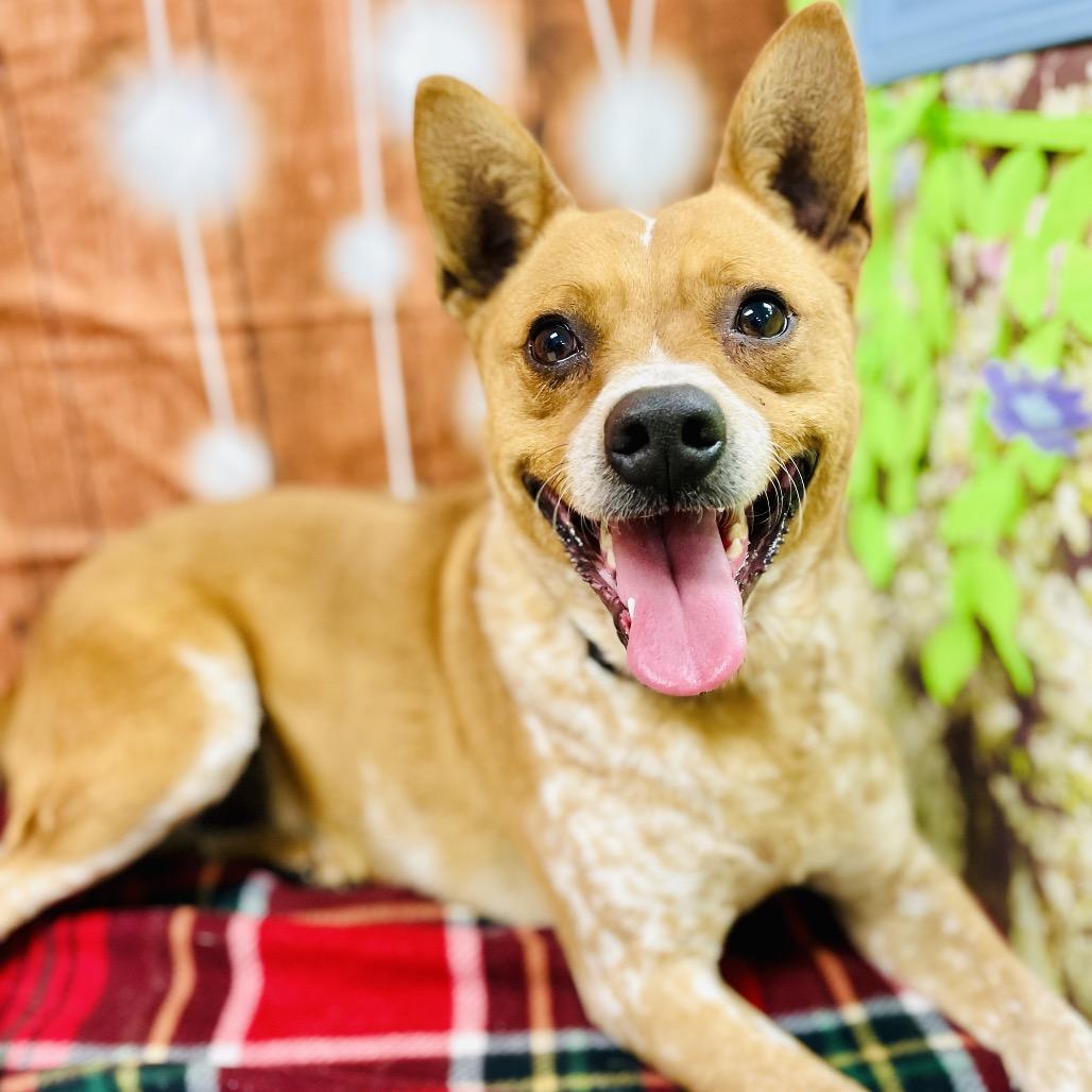 Enlarge Askem, a Adoptable Cattle Dog in Lebanon, MO image 3/6