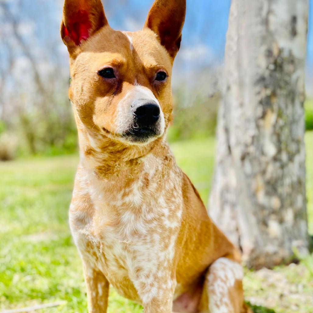 Enlarge Askem, a Adoptable Cattle Dog in Lebanon, MO image 2/4