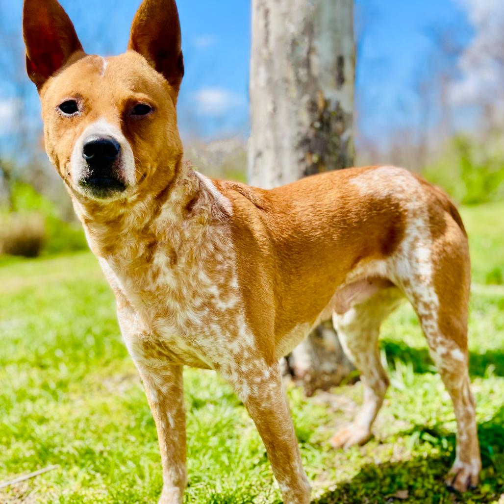 Enlarge Askem, a Adoptable Cattle Dog in Lebanon, MO image 3/4