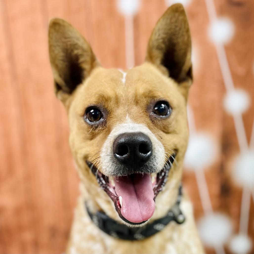 Enlarge Askem, a Adoptable Cattle Dog in Lebanon, MO image 6/6
