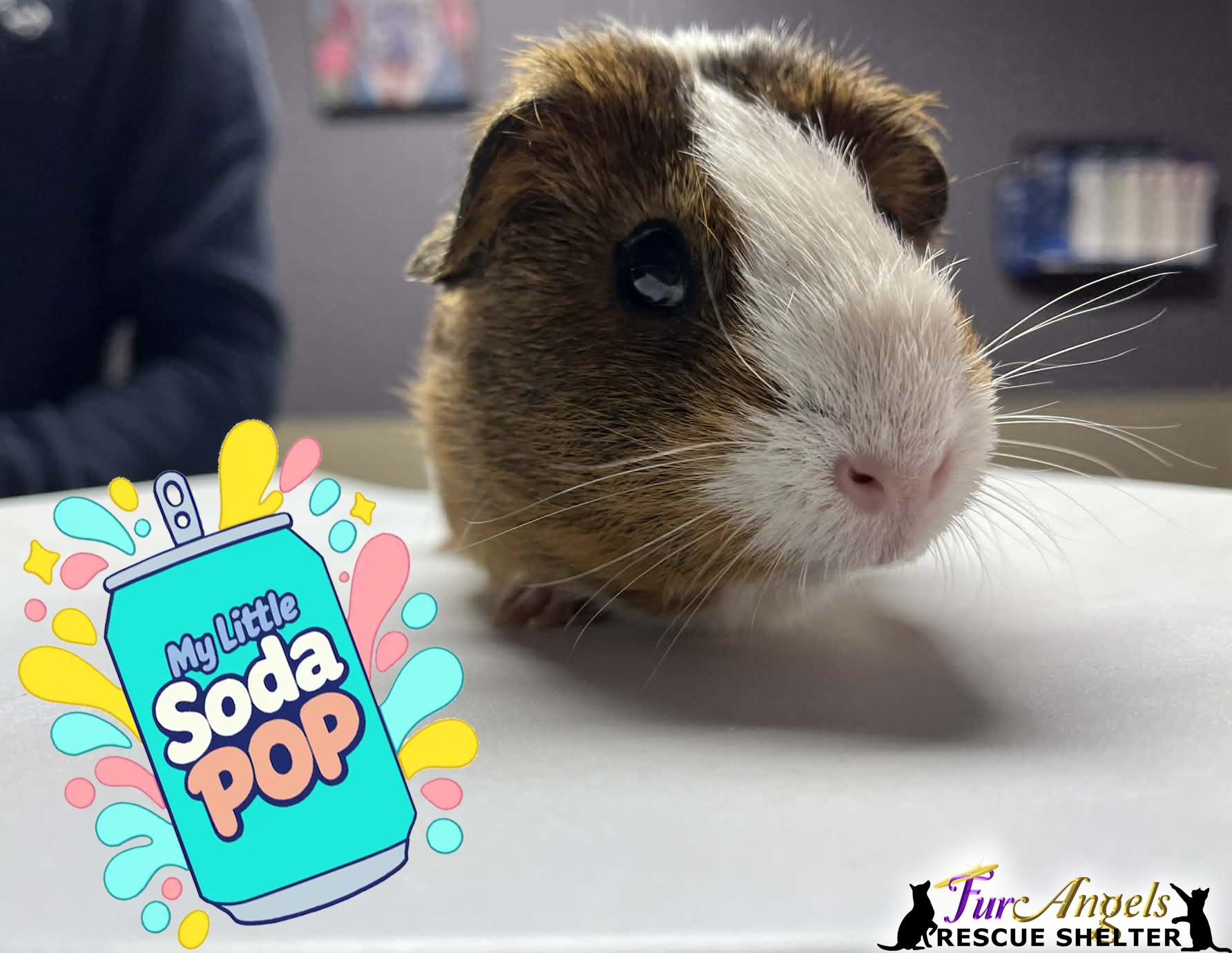 Enlarge Soda Pop, a ADOPTABLE Guinea Pig in Toledo, OH image 1/1