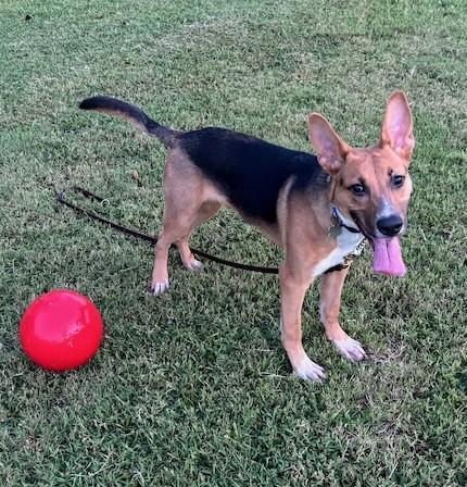 Cosmo, Adoptable, Puppy Male German Shepherd Dog.