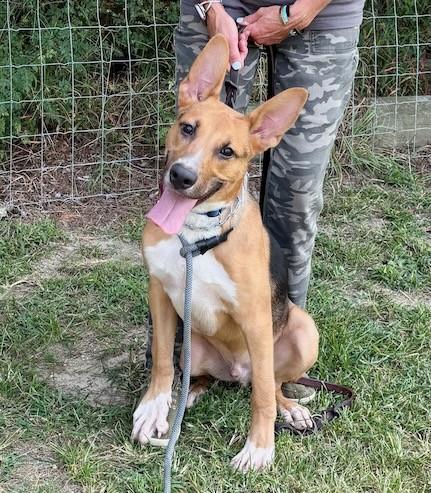 Enlarge Cosmo, a Adoptable German Shepherd Dog in Raleigh, NC image 2/3