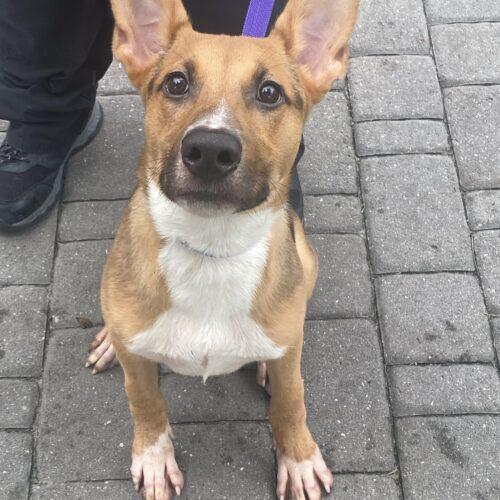 Enlarge Cosmo, a Adoptable German Shepherd Dog in Raleigh, NC image 3/3