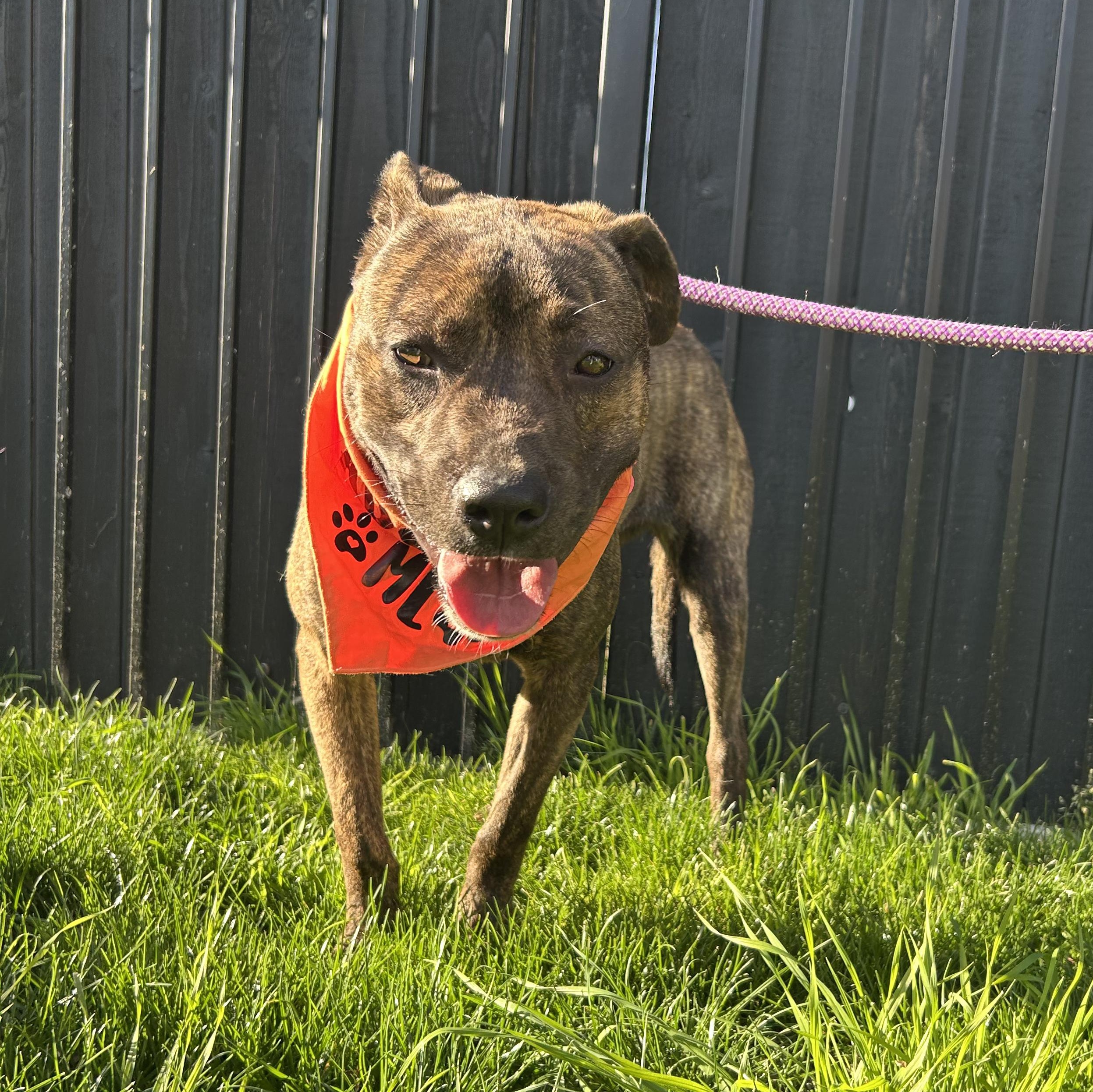 Enlarge Dandelion, a Adoptable Pit Bull Terrier in Sun Valley, CA image 6/6