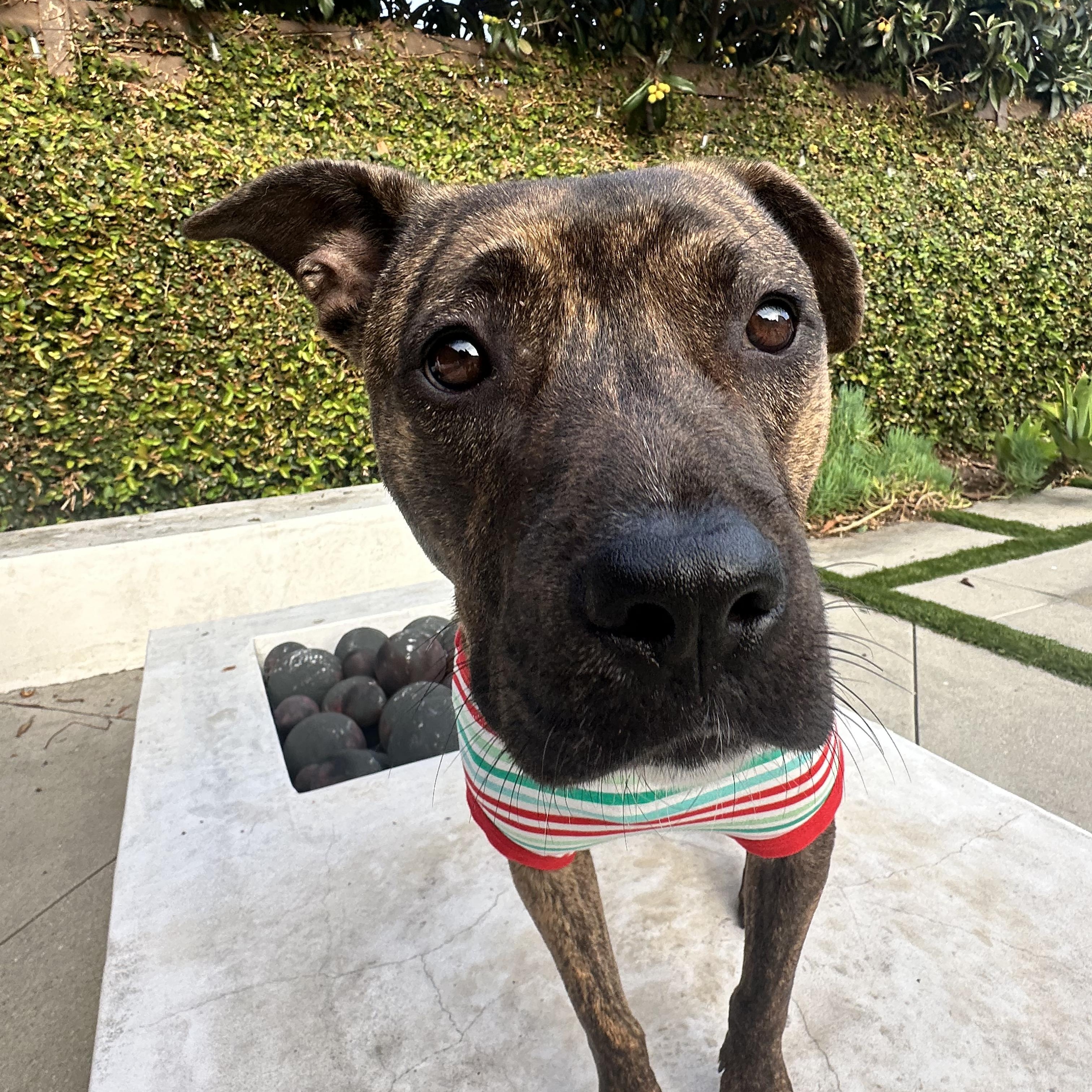 Enlarge Dandelion, an adopted Pit Bull Terrier in Sun Valley, CA image 6/6