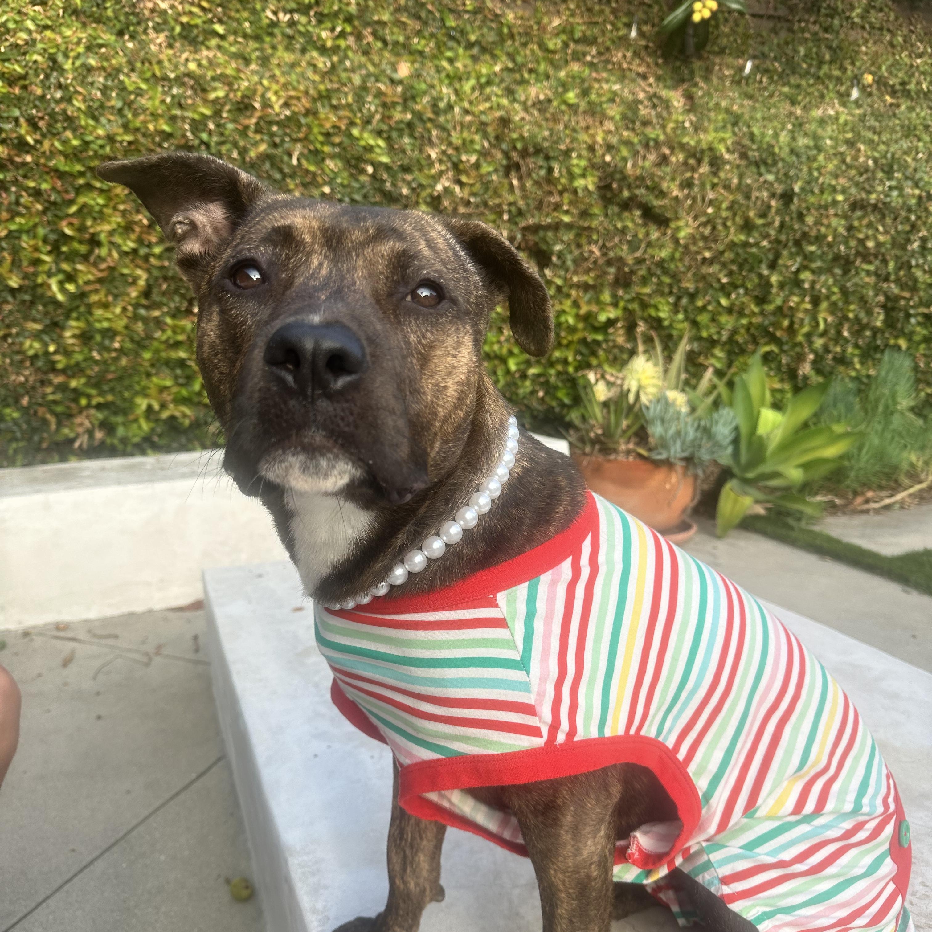 Enlarge Dandelion, an adopted Pit Bull Terrier in Sun Valley, CA image 1/6