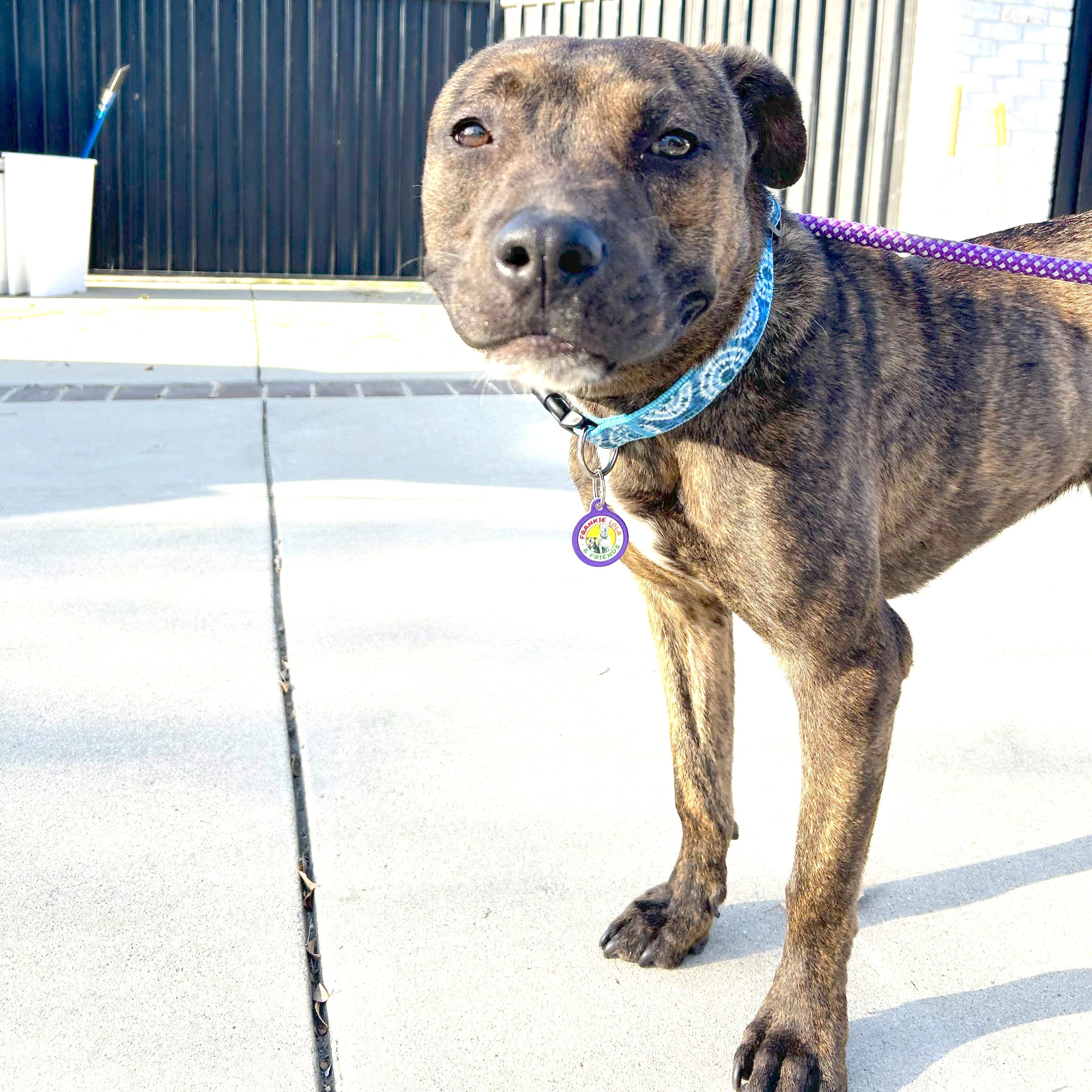 Enlarge Dandelion, a Adoptable Pit Bull Terrier in Sun Valley, CA image 2/6