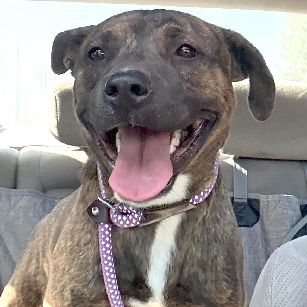 Dandelion, Adoptable, Young Female Pit Bull Terrier.