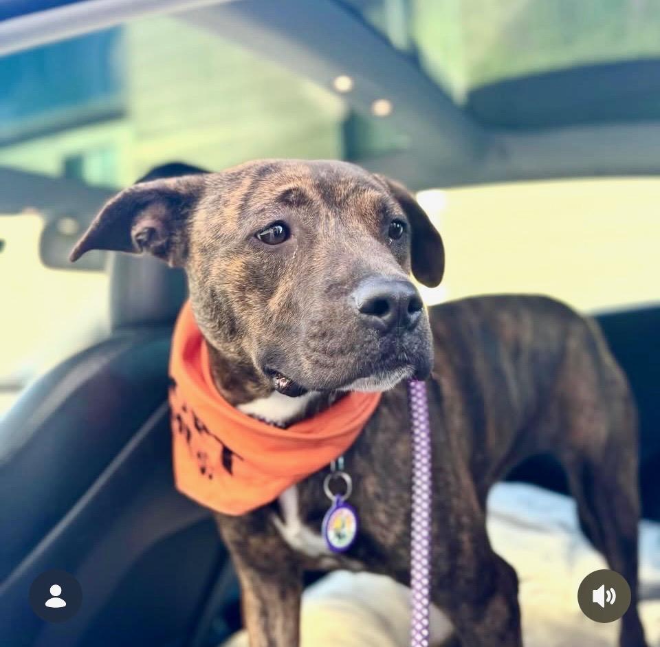 Enlarge Dandelion, a Adoptable Pit Bull Terrier in Sun Valley, CA image 4/6