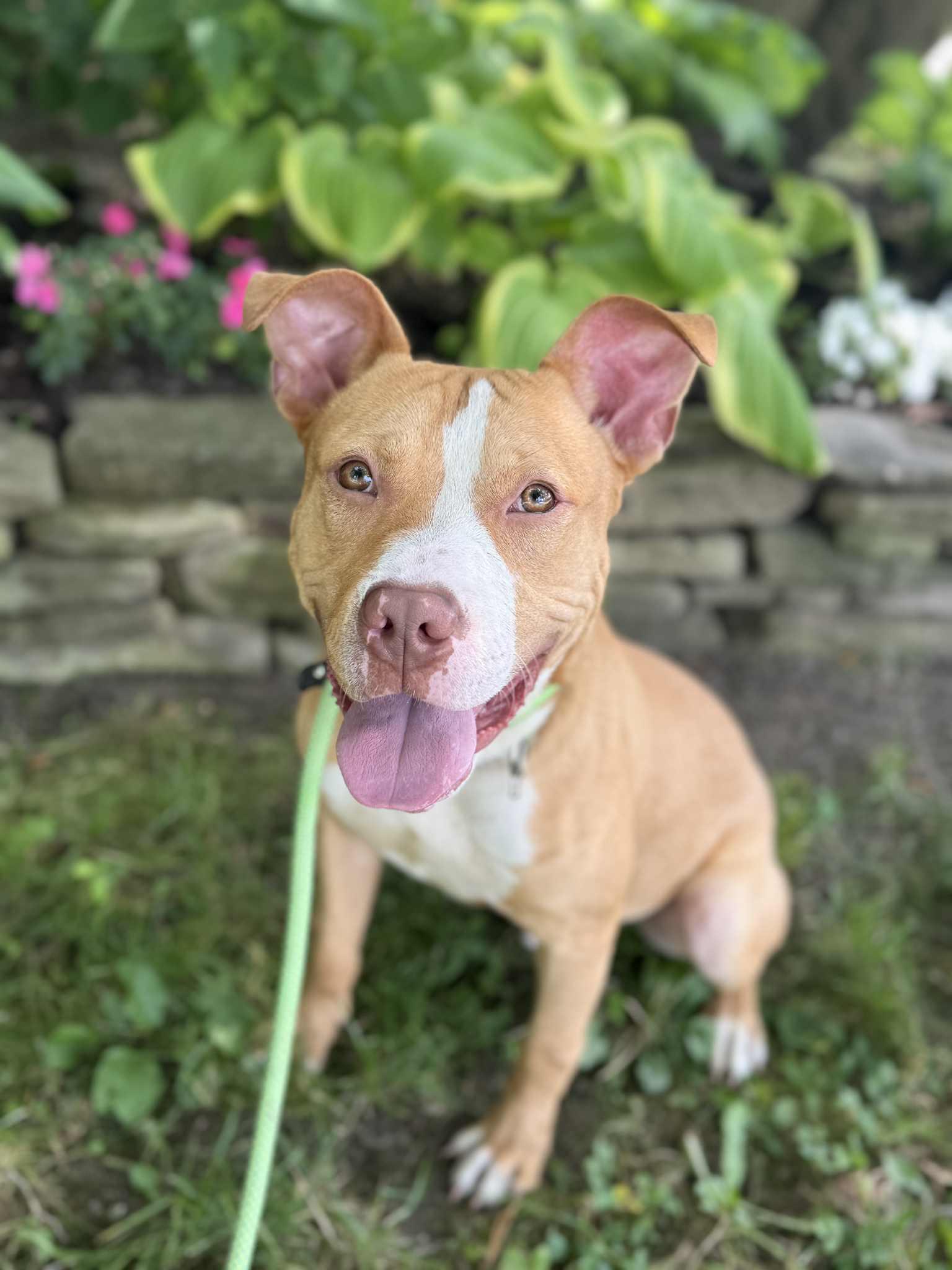Jitterbug
