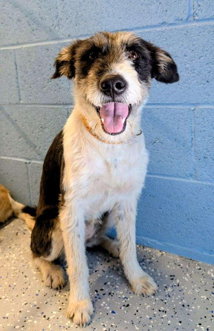 Meg, ADOPTABLE, Adult Female Terrier.